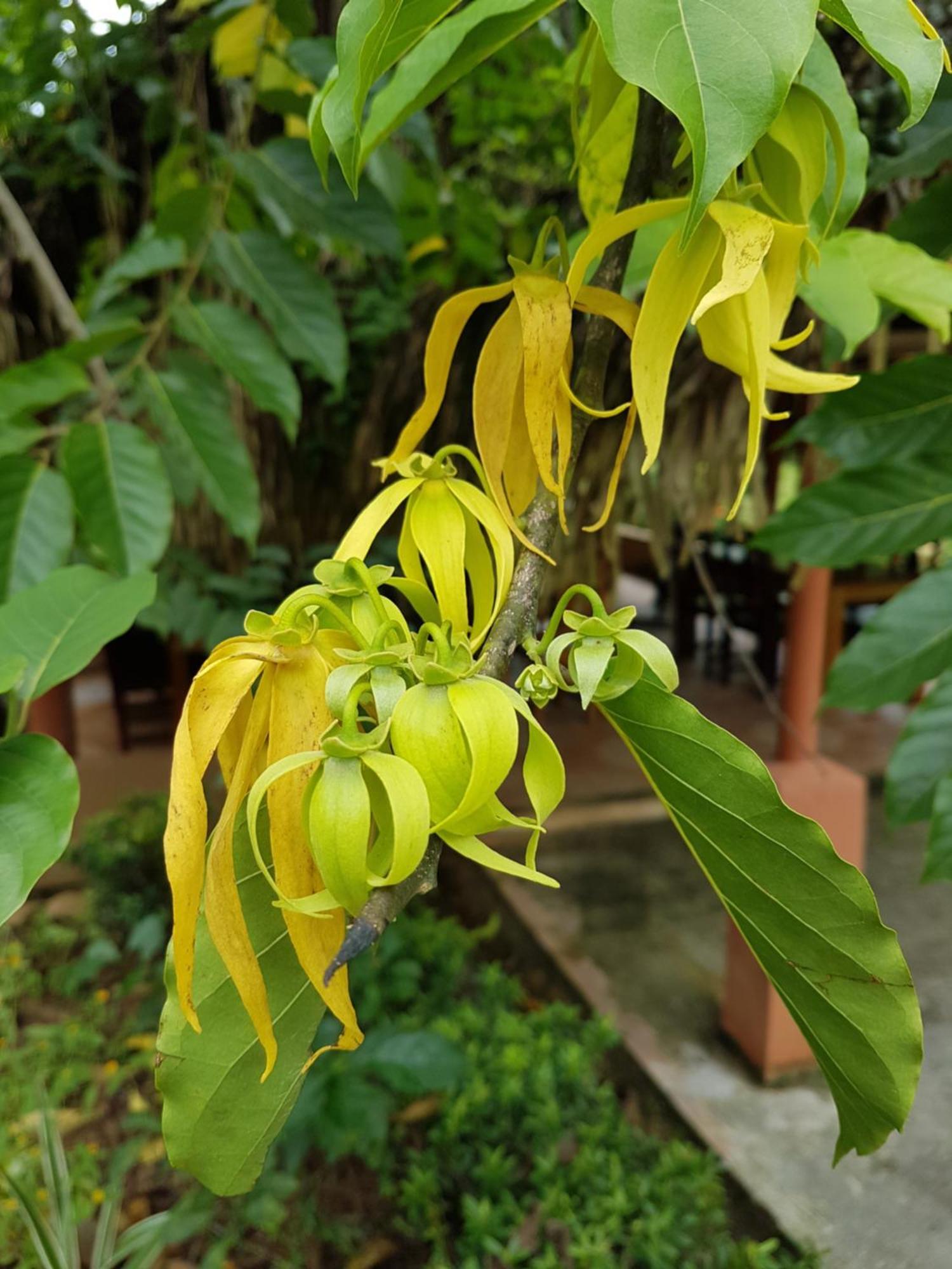 Los Pinos De Torio Ngoại thất bức ảnh