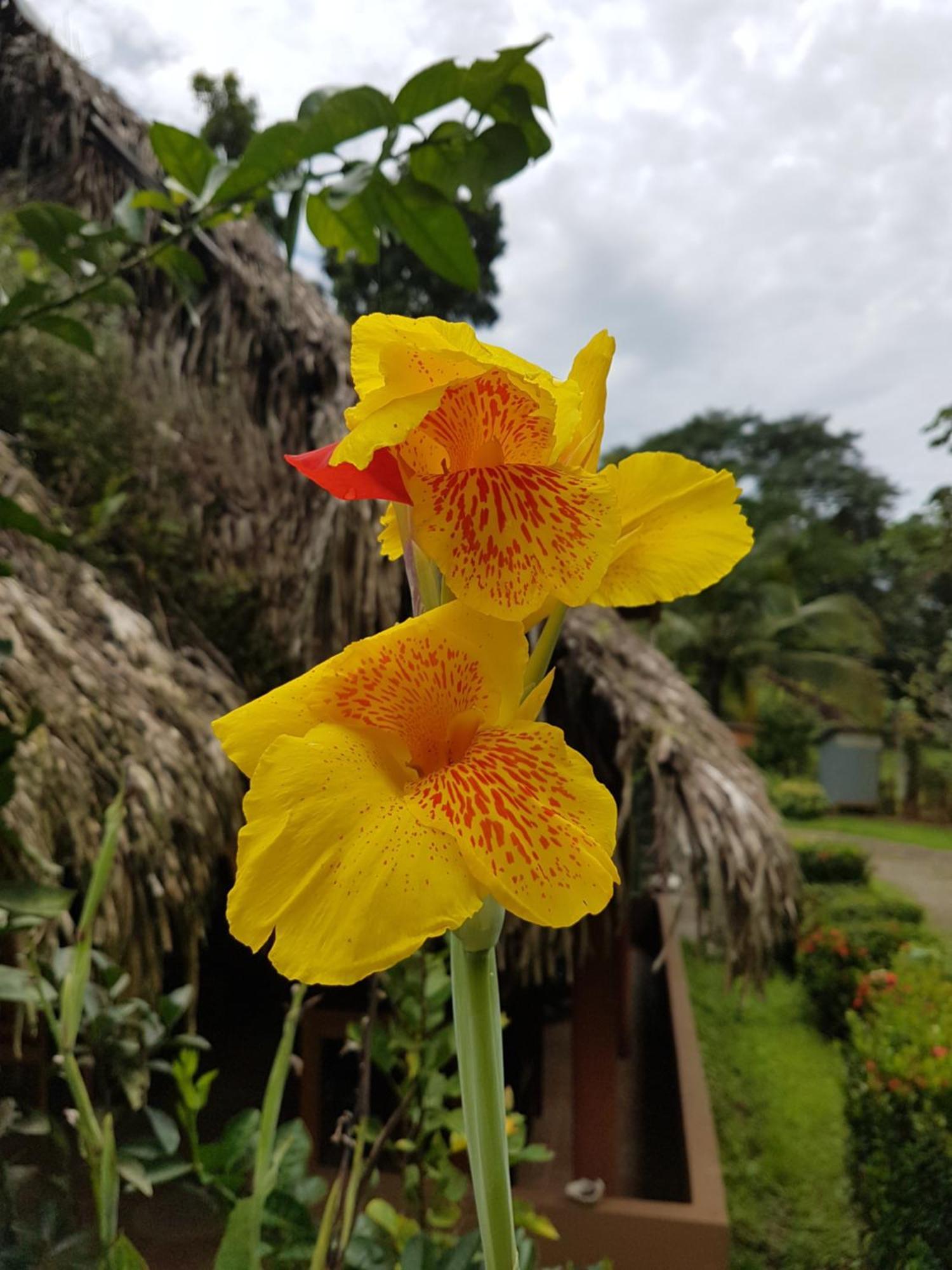 Los Pinos De Torio Ngoại thất bức ảnh